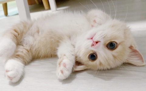 怎么确定猫认主人了（猫咪认主的7个表现）
