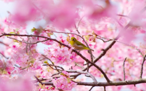 《草莓》文学常识