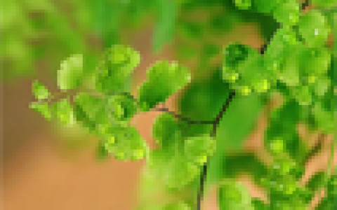 Ｇreeeen的资料谁有呢?